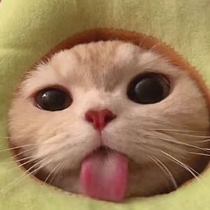 Meet your Posher, Arlo